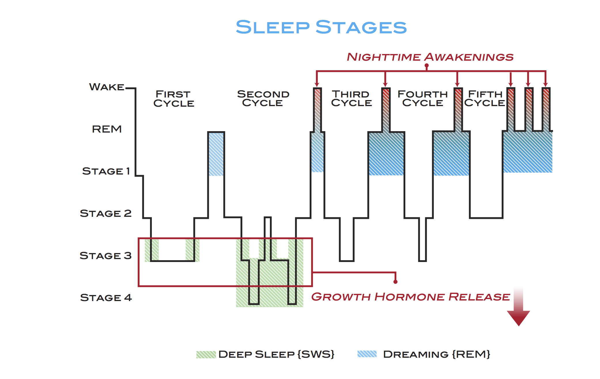 Infant Sleep Cycles Chart