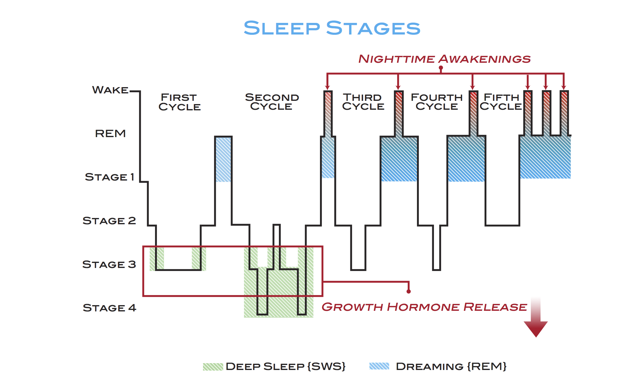 Sleep Cycle Time Chart