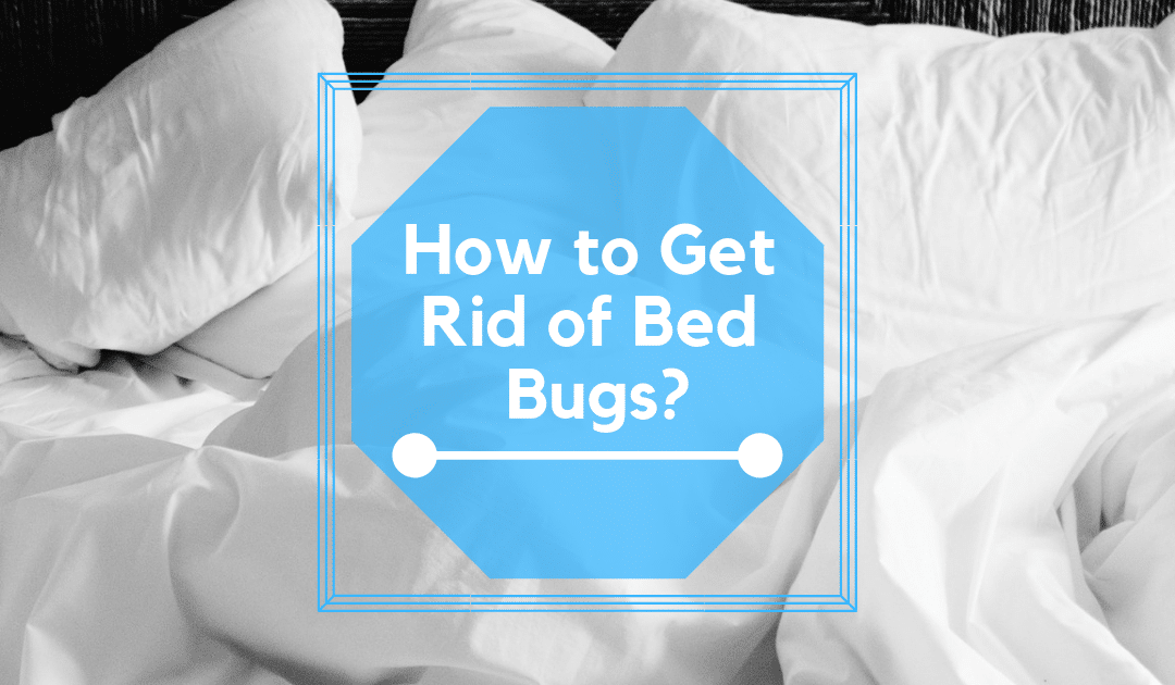 How To Get Rid Of Bed Bugs Counting Sheep Research