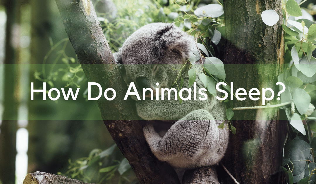 How Do Animals Sleep?